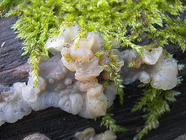 Le prime specie primaverili